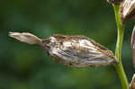 Bandanna of the Everglades